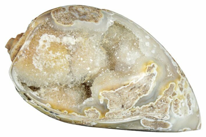 Chalcedony Replaced Gastropod With Sparkly Quartz - India #320845